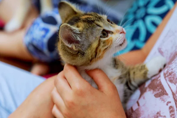 Holding a kitten on a ginger hand on a white background — Stock Photo, Image