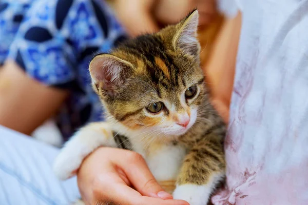 Smiling little girl with kitten in her arms — Stock Photo, Image