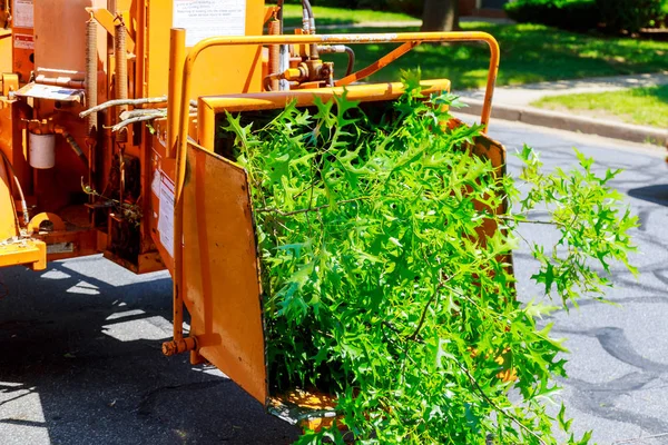 Ahşap neşeli makine rendelenmiş ormanda serbest