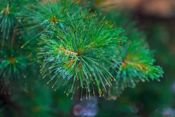 Des gouttelettes de pluie sur les aiguilles de sapin — Photo