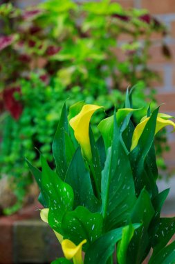 Sarı calla çiçek alanı