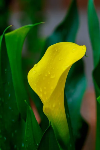 노란 아 릴리-zantedeschia elliottiana — 스톡 사진