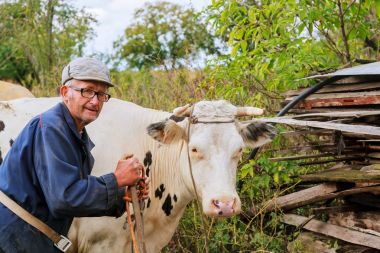 Senior male cow grazes in village clipart