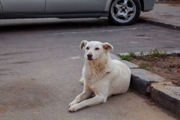 Cão desabrigado triste — Fotografia de Stock