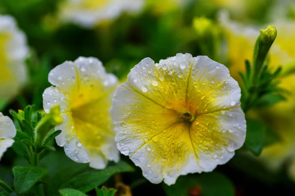야외 색상 매크로 단일 노란색과 보라색 꽃 히 비 스커 스 꽃 — 스톡 사진