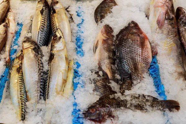 Peixe-marinho fresco deitado no gelo em um balcão no supermercado — Fotografia de Stock