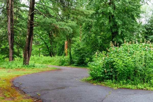 Nature Green Trees Rural Road Quiet Park Spring Park Green — Stock Photo, Image