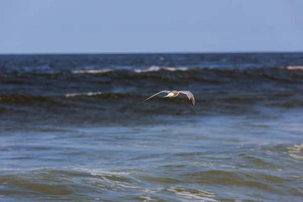 Martı okyanus yüzeyinin üzerinde hızlı uçar — Stok fotoğraf