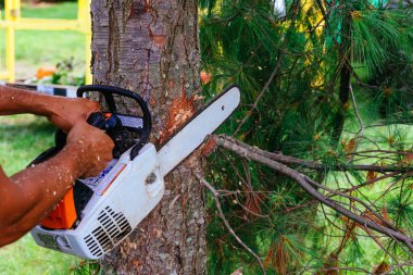 Ormandaki Chainsaw ile çalışanları