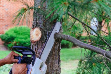 Profesyonel bir chainsaw kullanarak kesme ağaçlar olduğunu