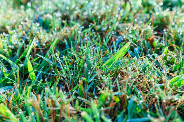 Close up of fresh morning dew on spring grass Drops of dew on the grass