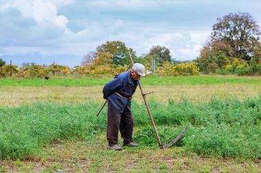 yaşlı adam otların arasında bir bana Çayır biçme geleneksel Ukrayna dili giysili