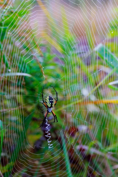Spider garden-spider Araneus type of spider araneomorphae from the spider family