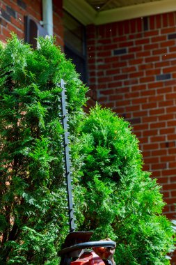 Bahçedeki dekoratif ağaçları kesmek