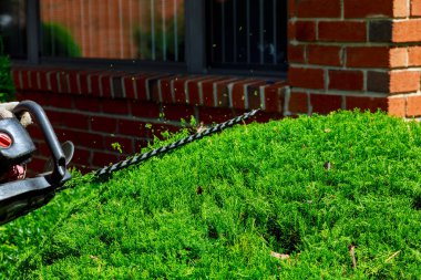 Bahçıvan ağaçları kırparak dekoratif