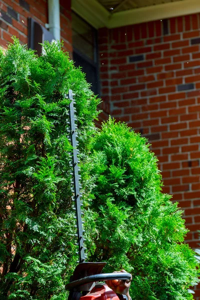 Bahçedeki dekoratif ağaçları kesmek