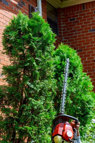 İş yerinde profesyonel bahçe araçları ile bahçıvan. yeşilliklerin dikimi