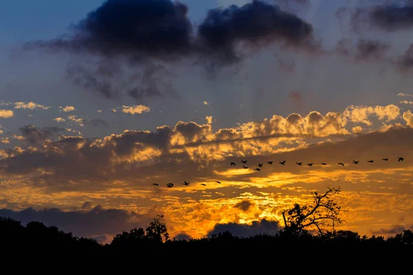 Um novelo de gansos canadenses voando ao pôr-do-sol contra um pano de fundo laranja brilhante — Fotografia de Stock