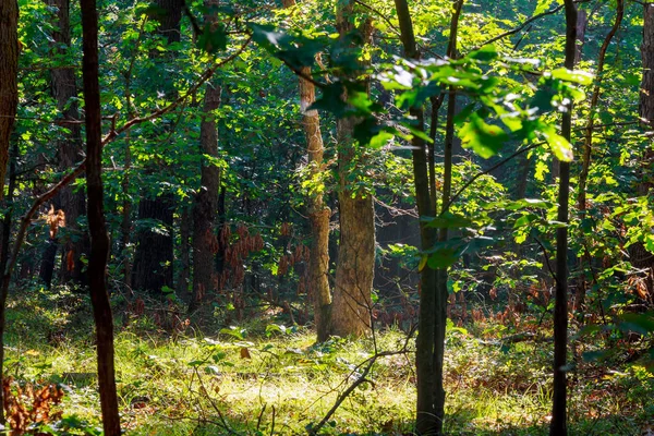 manzara sabah sis güzel orman