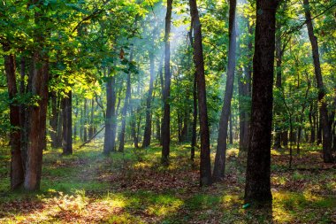 sonbahar Orman yolundaki bir sisli sabahı düşen güneş ışınları.