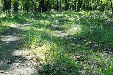 Gölge güneşli yeşil orman