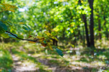 Yeşil glade ormanın içinde. Yeşil orman patika. Ağaçlar ile güneş ışığı. T