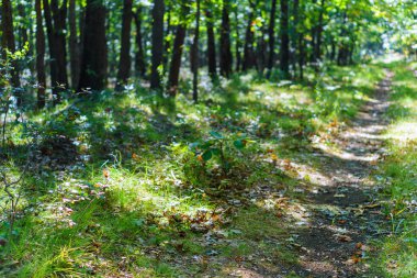 manzara sabah sis güzel orman