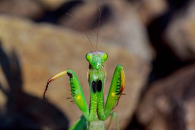 migratory locust head with high depth focus clipart