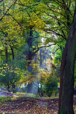 Güneşli orman sabahın erken saatlerinde