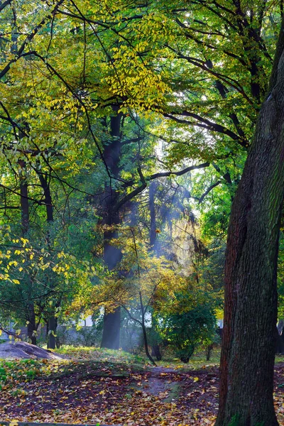 Güneşli orman sabahın erken saatlerinde