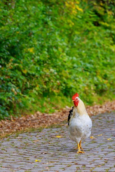 Bauernhahn auf dem Weg über die Straße. — Stockfoto