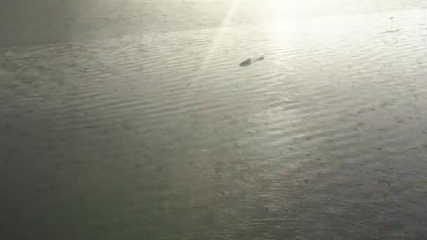 Une forte pluie pèse sur la surface du lac. De grands bruits de pluie, y compris un tonnerre 