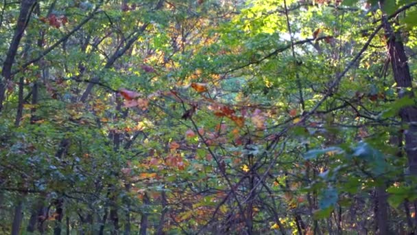 Путь через осенние деревья — стоковое видео