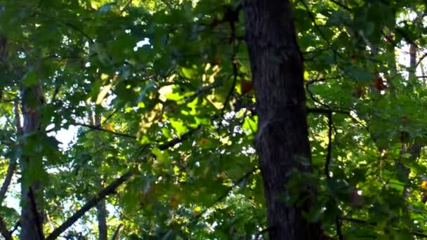 Hermoso amanecer en el bosque — Vídeos de Stock