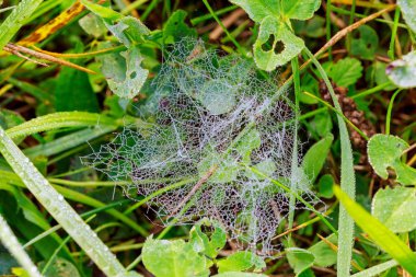 web üzerinde çiy damlaları