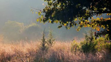 Manzara - bahar çayır sisli sabah. Sunrise Nehri Vadisi.