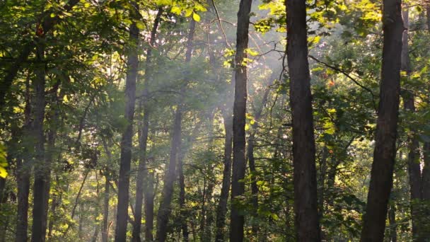 Vigas de Dios - bosque de coníferas temprano en la mañana — Vídeo de stock