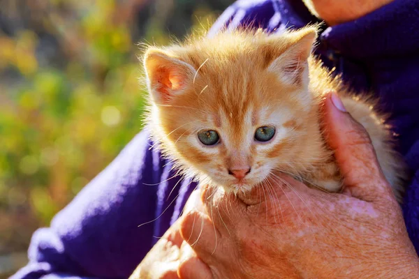 Attractive Woman Her Cat Relaxing Woman Holds Kitten Her Hands — Stock Photo, Image