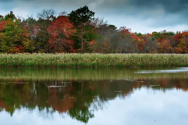 Linda paisagem de verão com floresta fluvial — Fotografia de Stock