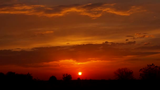 Coucher de soleil rose et arbres sombres. Le soleil se couche sur la limite des arbres. Nuages roses . — Video