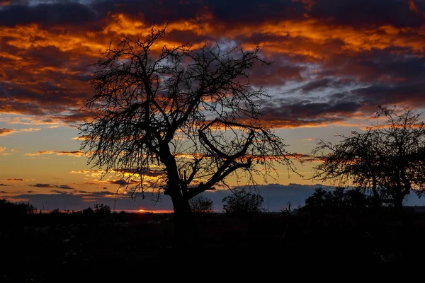 Einsamer Baum auf der Wiese bei Sonnenuntergang mit Sonne und Nebel — Stockfoto