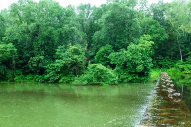 Sabahın erken saatlerinde göl kenarında peyzaj. Forest Gölü yakınındaki iğne yapraklı orman bir yaz Gölü