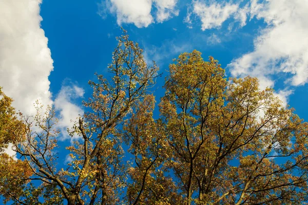 Árvore de outono com folhas amarelas sobre o fundo do céu azul — Fotografia de Stock