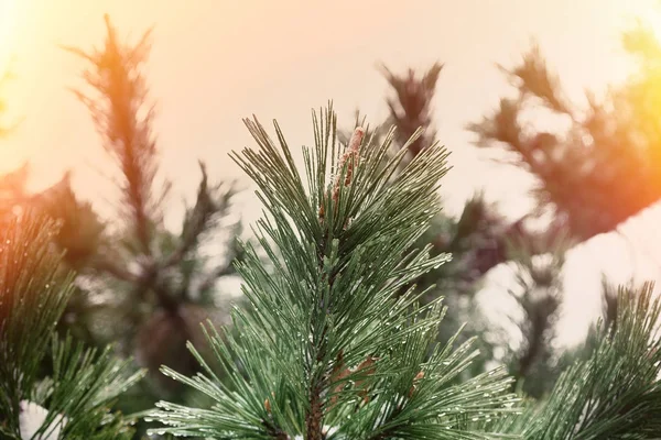 Diseño de arte fronterizo navideño. Decoraciones navideñas —  Fotos de Stock