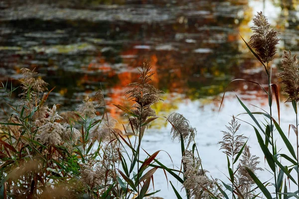 Reed na břehu jezera na podzim — Stock fotografie