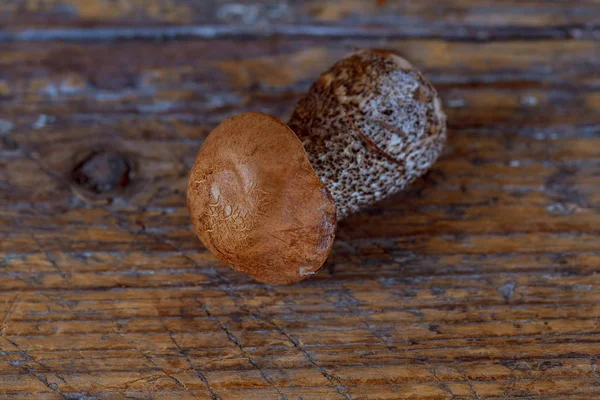 Свежие грибы на деревянной доске. — стоковое фото