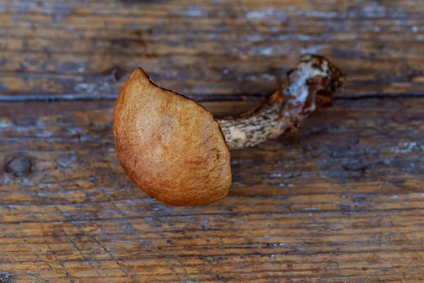 Verscheidenheid van ongekookt wilde bos paddestoelen — Stockfoto