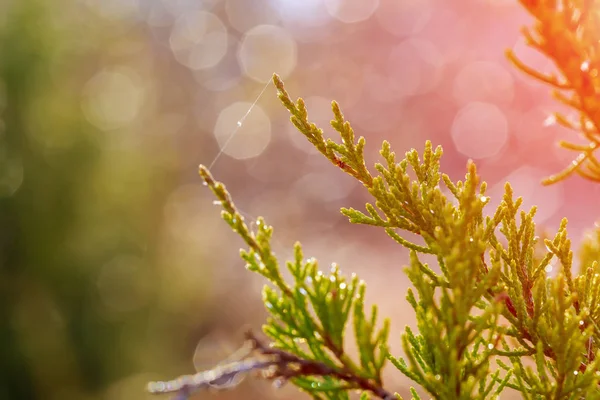 露が草耳を低下します。 — ストック写真