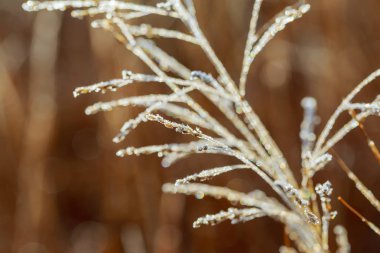 Çiğ. Canlı doğal çiğ damla çimen bir bıçak.