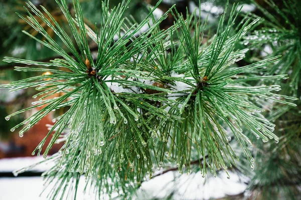 Sfondo natalizio con abeti e sfondo sfocato dell'inverno Paesaggio invernale gelido nella foresta innevata . — Foto Stock